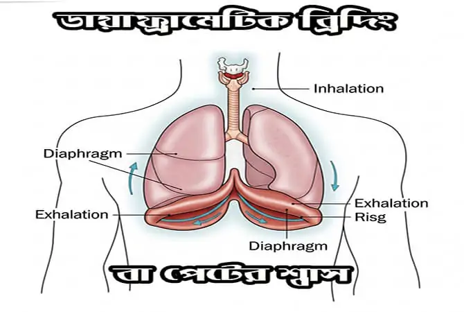 ডায়াফ্রামেটিক ব্রিদিং বা পেটের শ্বাস