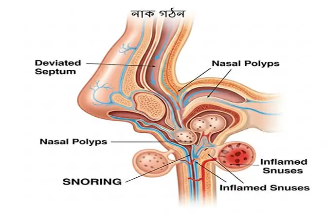 নাকের গঠন